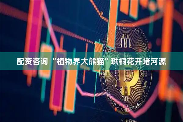配资咨询 “植物界大熊猫”珙桐花开堵河源